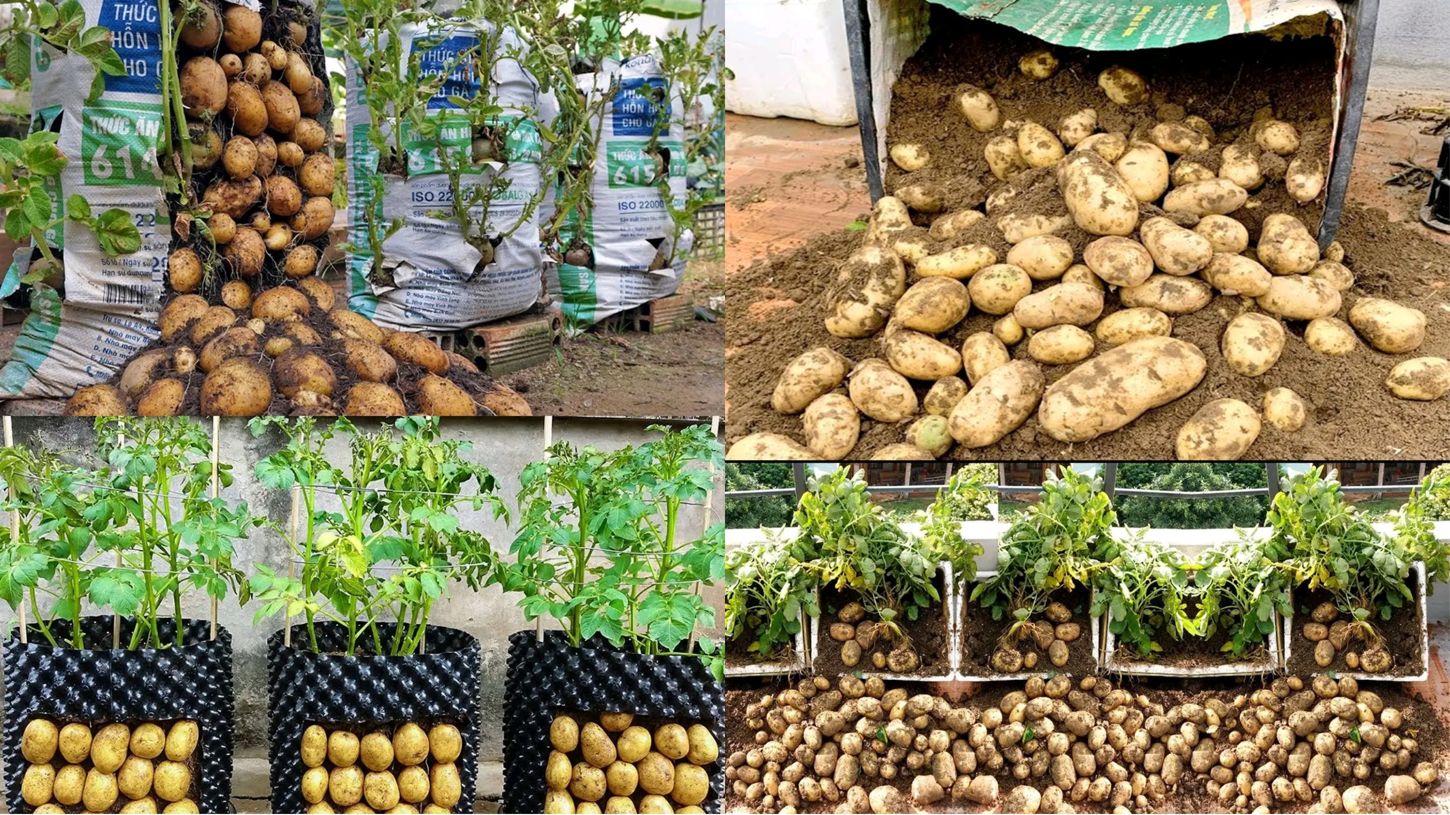 A Guide to Growing Potatoes in Containers
