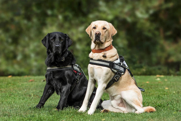 Army Dog Center Peshawar