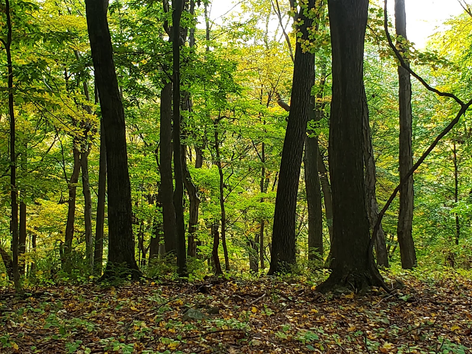 Roaring Rock Park Autumn 2021