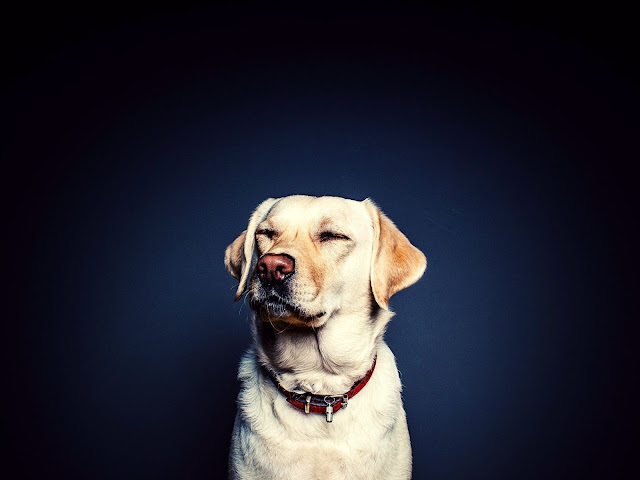 50 Labrador dog images with various poses