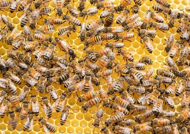 hive-honey
