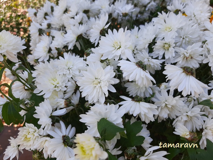 Хризантема (Chrysanthemum)