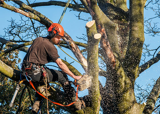 Cheap tree removal sydney
