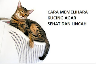 ps Merawat Kucing Agar Selalu Sehat dan Lincah