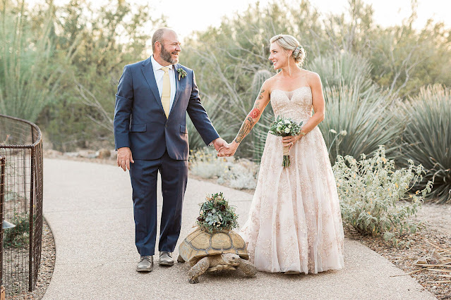 Tortoise walks slowly at a wedding