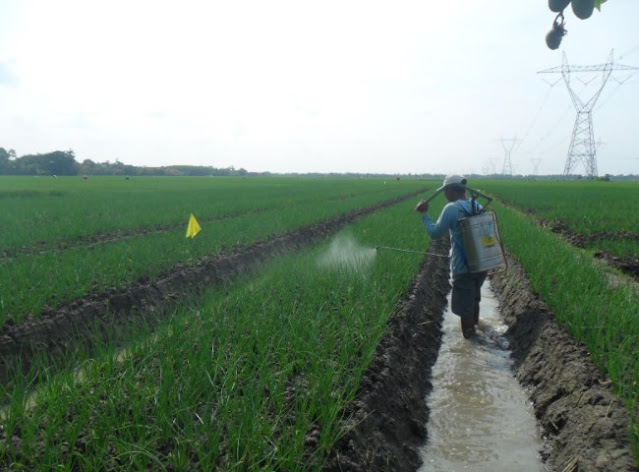 penyemprotan-hama-pada-tanaman-bawang-merah