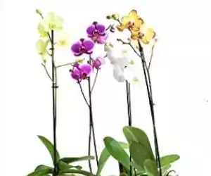 orquideas para terrario