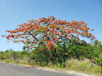 Roadside Poinciana tree