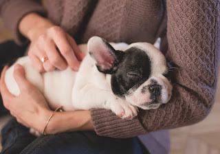 Health Benefits of Sleeping With Your Dog