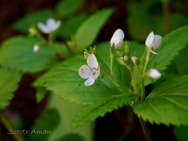 Veronica miqueliana