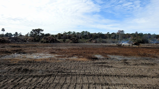 Saint Marks Pond Swamp