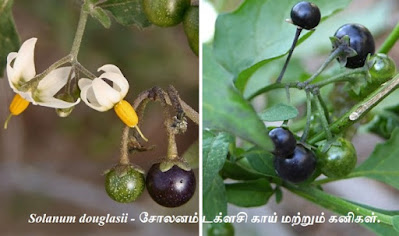 Solanum douglasii - fruits