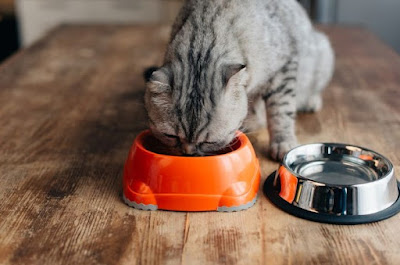 Mengatasi Kucing Gak Mau Makan