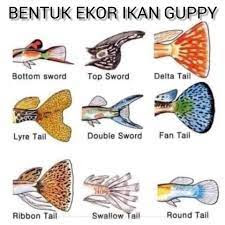 bentuk ekor ikan guppy