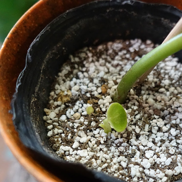 ペペロミア挿し木に新芽