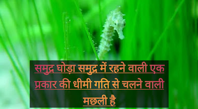 seahorse facts in hindi