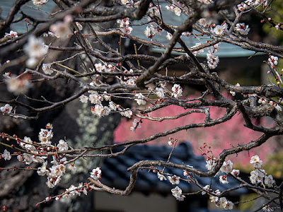 White ume (Japanese apricot) flowers: Engaku-ji