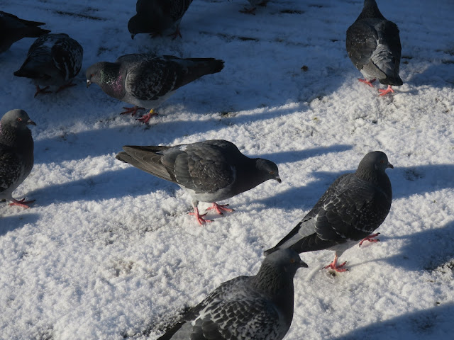 Pigeons seeking crumbs in the snow in Hebden Bridge, Calderdale, West Yorkshire. 18th January 2023