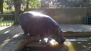 Hippo in Barcelona Zoo