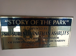 Inside " Eravikulam National Park Museum" situated at entrance to Park.