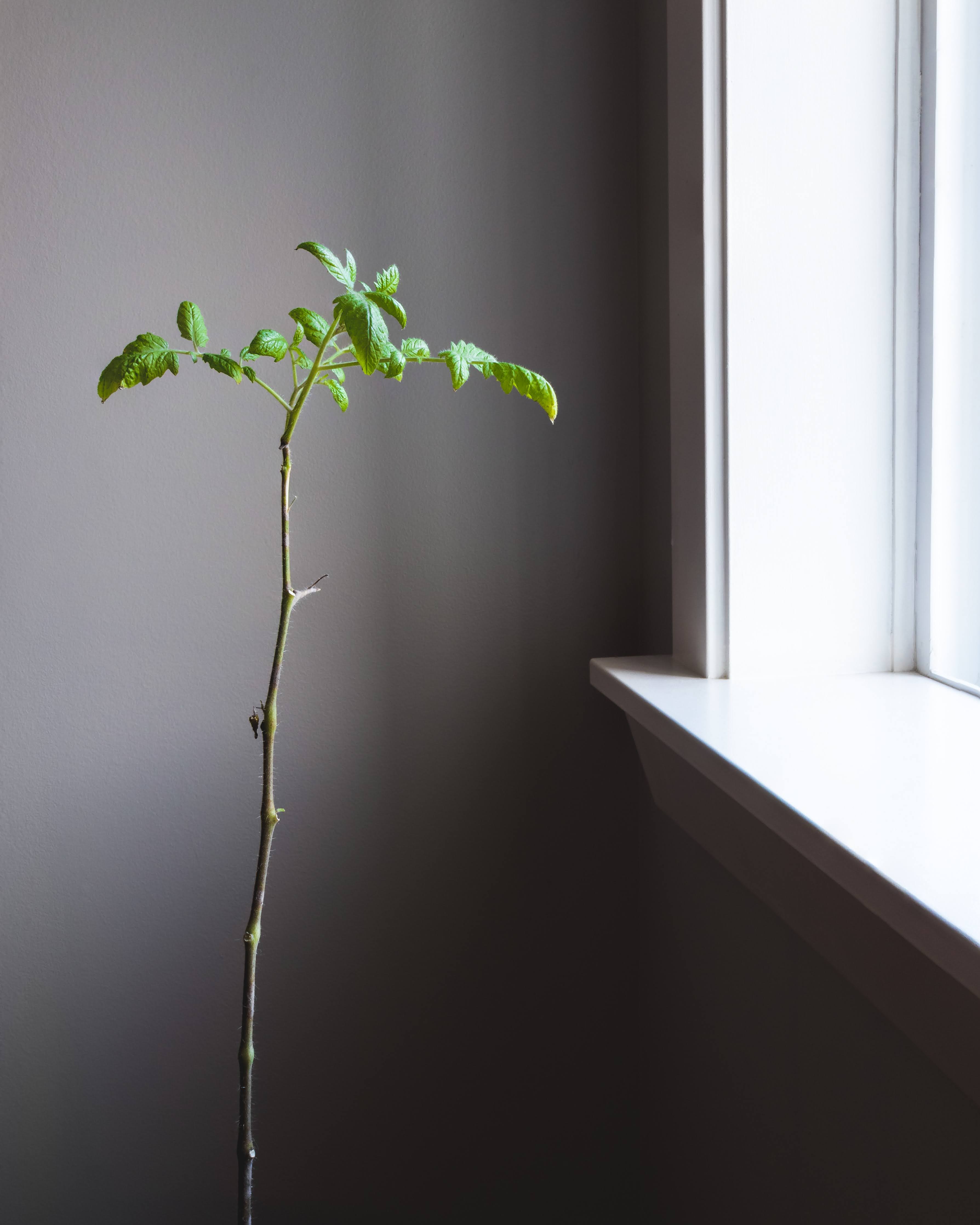 Green-Leafed Plant Beside Window and Wall | Photo by Greg Rosenke via Unsplash