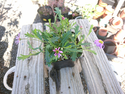 ブラキカム　小さな鉢植え