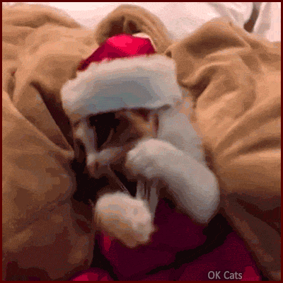 Christmas Cat GIF • Cute Santa kitten reading a book about 'Christmas gift deliveries in a fast and secure way.'