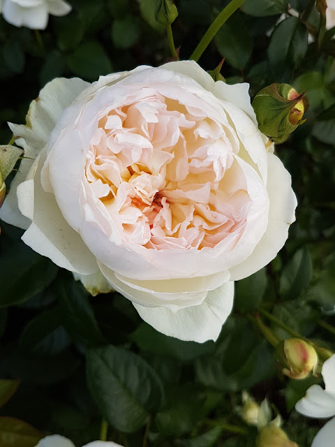 Open Rose bloom in ivory