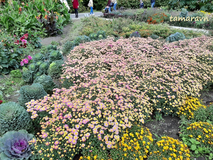 Хризантемы (Chrysanthemum)