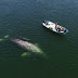 Más de un centenar de ballenas gris visitan Puerto Adolfo López Mateos