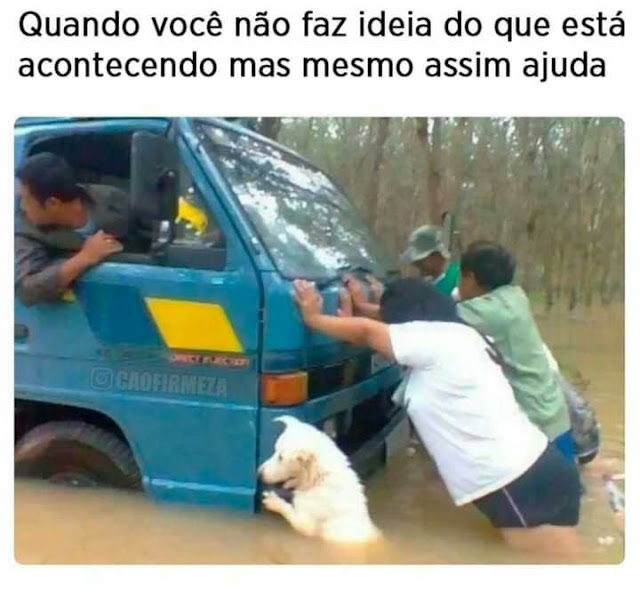 150 memes fofos de animais para você ter na manga