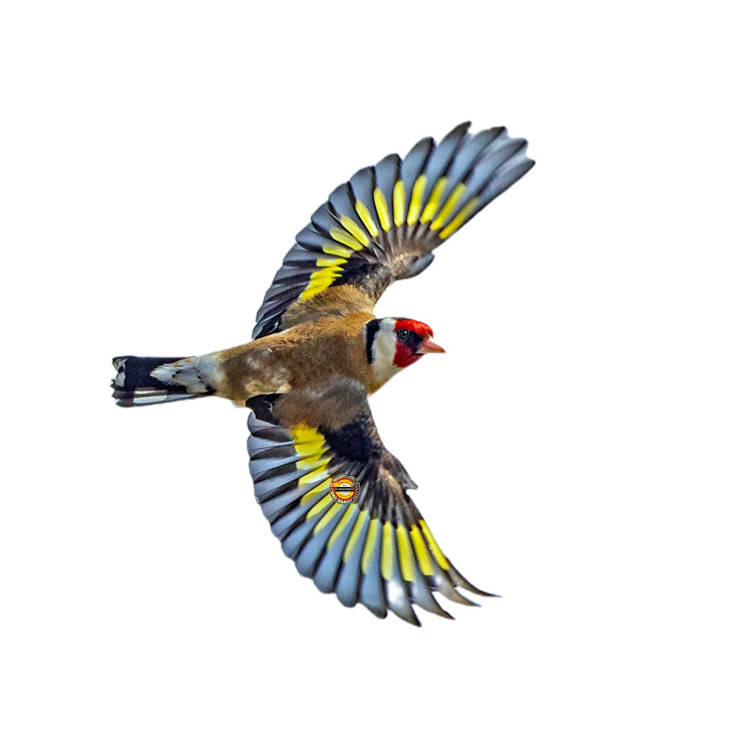 Foto de Jilguero Parva, Carduelis Carduelis Parva