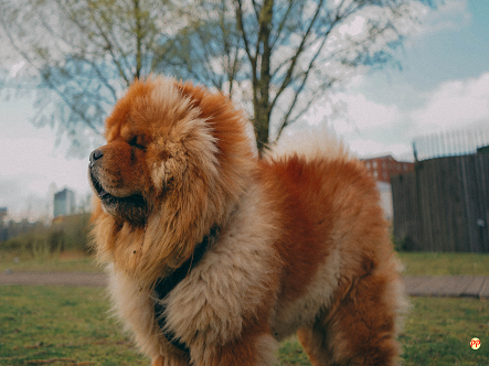 Info Terbaru Harga Anjing Chow Chow Dewasa dan Anakan (Puppy) di Indonesia