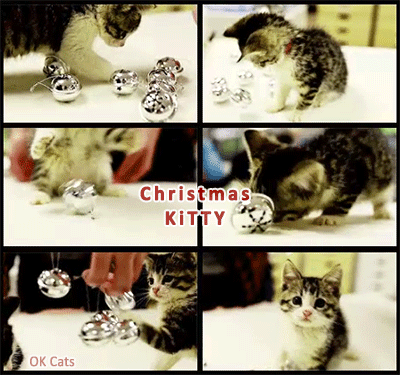 Christmas Kitten GIF • Cute Kitty playing with silver Christmas balls [ok-cats.com]