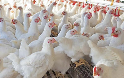 9 Tips for starting your own Poultry farm