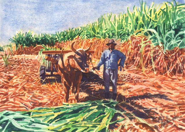 Watercolour portrait of a sugar cane famer and his ox, waiting for the cart to be loaded, "L'équipe," by William Walkington