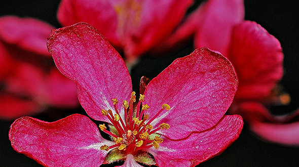 Malus prairifire is a small crabapple tree for marietta georgia gardens