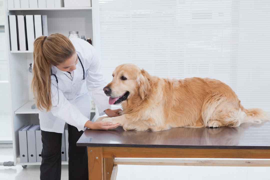 Qu'est-ce qu'un comportementaliste canin?