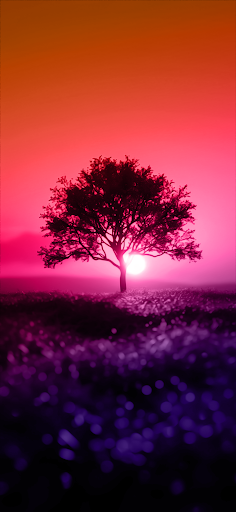 A solitary tree silhouetted against a radiant pink and purple gradient sky with the sun setting on the horizon.