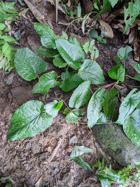 Asarum balansae