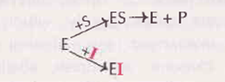 enzyme inhibition and Enzyme Induction B.Pharmacy Class Notes 