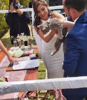 Gato y perro son testigos de la boda de sus dueños