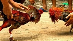   Judi Sabung Ayam Marak di Soppeng, 12 Orang Diamankan Polisi