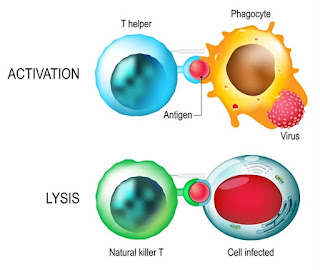 Taking the killer out of natural killer cells | BY HEIDI