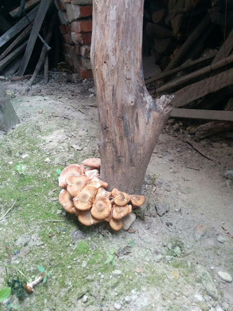грибы в сарае