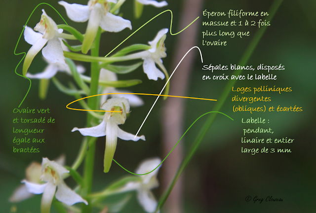 extrait du livre sur les orchidées sauvages du Pays de Fontainebleau
