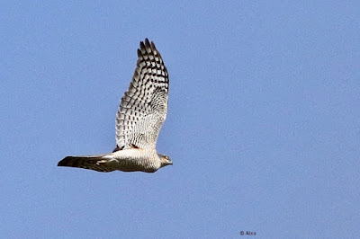 Eurasian Sparrowhawk