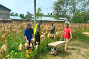 Serka Indra Bersama Suryadi Melakukan Panen Jagung