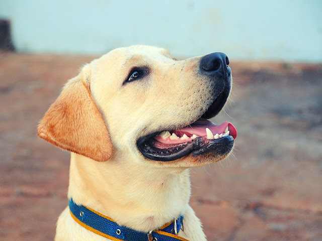 50 Labrador dog images with various poses