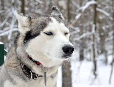 Husky Labrador